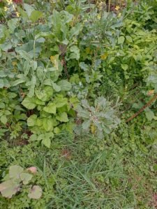 Kale Plant