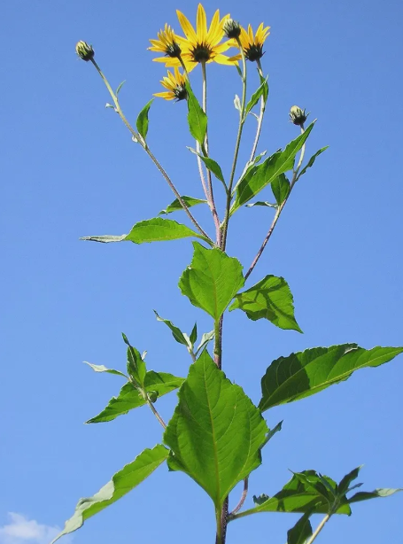 Invincible “Sunchoke”: How Jerusalem Artichokes Thrive in Coastal Gardens
